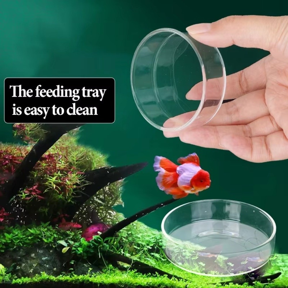 Baby Food Shrimp - Bol d'alimentation en verre pour aquarium,