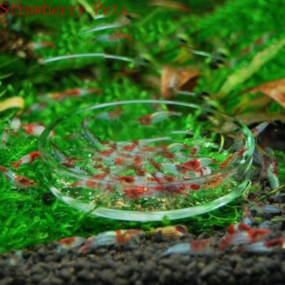 Bol d'alimentation en verre po - Baby Food Shrimp avis et prix